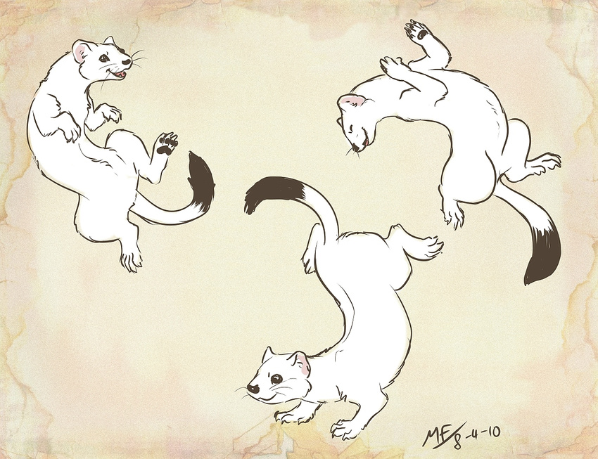 ermine feral mammal moodyferret mustelid non-anthro playing stoat weasel