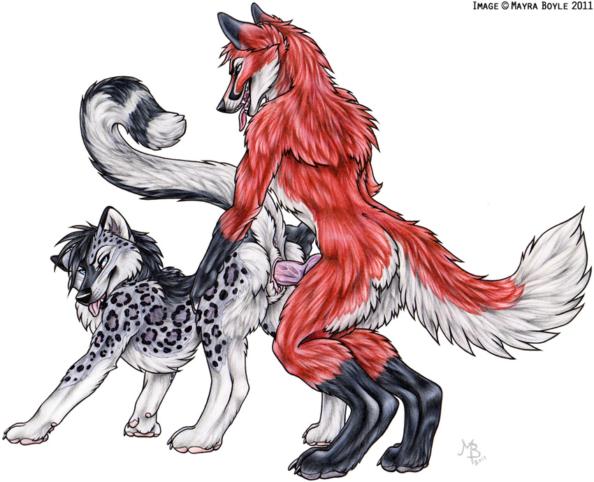 anthro canine female feral fox huskie hybrid knot male mayra_boyle schnolf straight