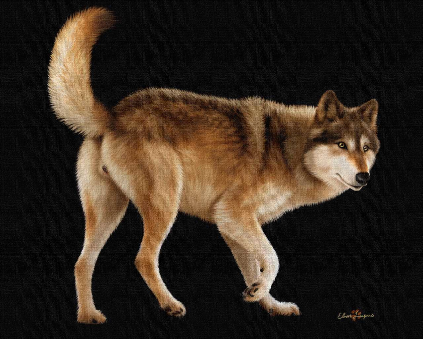 anatomically_correct canine canine_pussy ebon_lupus female feral photorealism pussy solo wolf