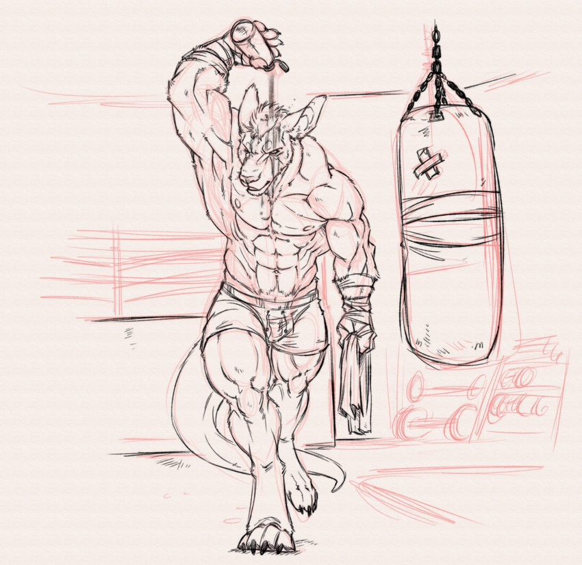 bandage biceps boxer claws clothed clothing fur gym hair half-dressed kangaroo looking_at_viewer male mammal marsupial muscles neodokuro nipples pecs punching_bag shorts sketch solo sport sweat tail toe_claws topless towel water