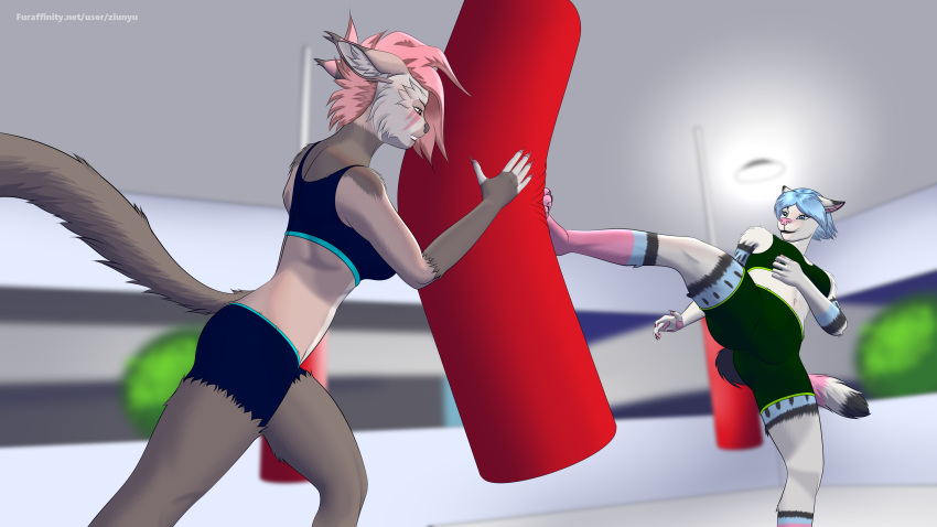 16:9 2023 4_toes 4k 5_fingers absurd_res anthro barefoot black_body black_fur black_tail_tip black_tipped_ears blue_body blue_fur blue_hair blue_tail blurred_background bottomwear boxing boxing_bag bra breasts brown_body brown_fur brown_nose brown_tail canid canine cheek_tuft claws clothed clothing detailed_background digital_drawing_(artwork) digital_media_(artwork) digitigrade domestic_cat duo eyebrows eyelashes facial_tuft feet felid feline felis female female/female fight fingers fist fluffy_ears fur fur_markings gym gym_bottomwear gym_clothing gym_shorts hair handpaw hi_res humanoid inner_ear_fluff insidebiped isabel_(local) kick kickboxing looking_at_another looking_at_viewer maine_coon mammal markings multicolored_body multicolored_ears multicolored_fur multicolored_tail navel on_one_leg pawpads paws pink_hair pink_nose pink_tail short_hair shorts sibi_(sibi_the_messtress) sport sports_bra sportswear standing tail teeth text toes topwear training tuft underwear url white_body white_fur white_tail widescreen ziu_nyu