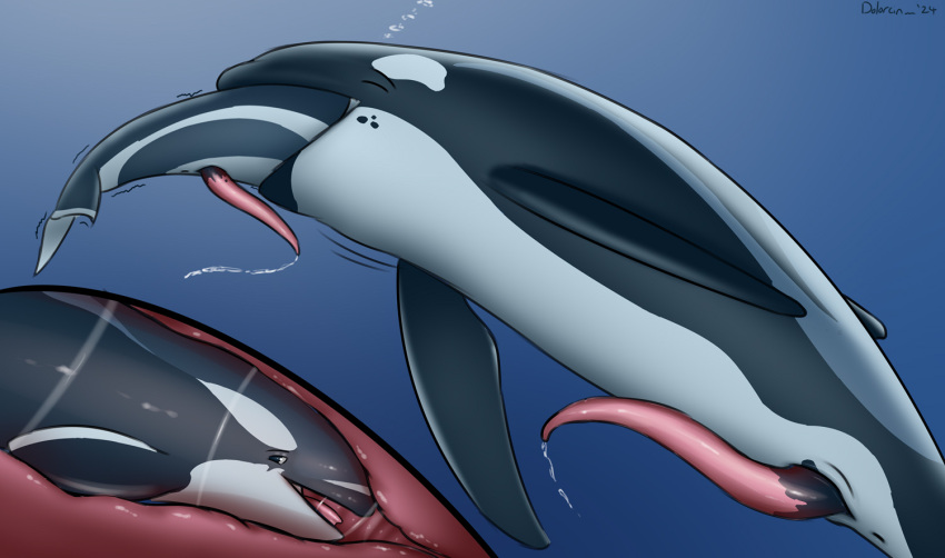 2024 anatomically_correct anatomically_correct_genitalia anatomically_correct_penis animal_genitalia animal_penis anus bodily_fluids bubble cetacean cetacean_genitalia cetacean_penis cum cum_in_water cutaway dolorcin dolphin duo erection eyes_closed feral feral_pred feral_prey flukes genital_fluids genital_slit genitals head_first internal larger_male larger_pred male male/male male_pred male_prey mammal marine oceanic_dolphin oral_vore orca partially_inside penis plume_(rovoska) signature size_difference slit smaller_male smaller_prey soft_vore tapering_penis toothed_whale vore year