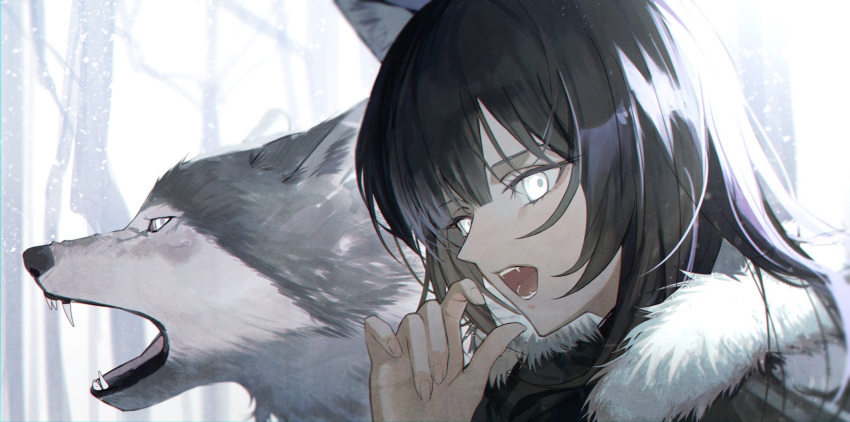 1girl amn_ic01 animal_ears arknights black_coat black_hair blunt_bangs coat fang fangs forest fur-trimmed_coat fur_coat fur_collar fur_trim glowing glowing_eyes hair_between_eyes highres long_hair long_sleeves looking_at_viewer nature outdoors sidelocks snow solo texas_(arknights) tree winter winter_clothes wolf wolf_ears wolf_girl yellow_eyes