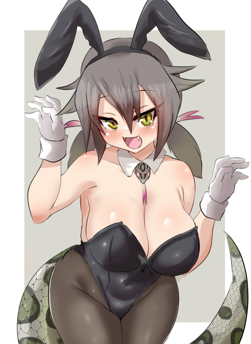 1girl akaisuto animal_ears bare_arms bare_shoulders black_leotard blush border breasts cleavage covered_navel cowboy_shot detached_collar fake_animal_ears fangs gloves green_eyes grey_hair grey_pantyhose hair_between_eyes hands_up highleg highleg_leotard highres kemono_friends large_breasts leaning_forward leotard long_hair looking_at_viewer low_twintails multicolored_hair okinawa_habu_(kemono_friends) open_mouth outside_border pantyhose playboy_bunny rabbit_ears red_hair slit_pupils smile snake_tail solo strapless strapless_leotard tail tsurime twintails two-tone_hair white_border white_gloves wrist_cuffs