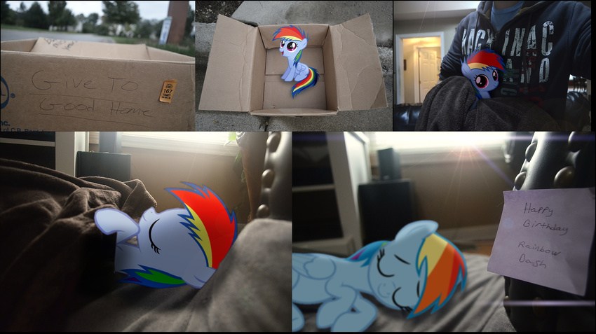 adoption bed blue_fur box cute equine female feral friendship_is_magic fur hair hi_res lens_flare mammal mixed_media multi-colored_hair my_little_pony pegasus ponies_in_real_life rainbow_dash_(mlp) rainbow_hair real sleeping wings