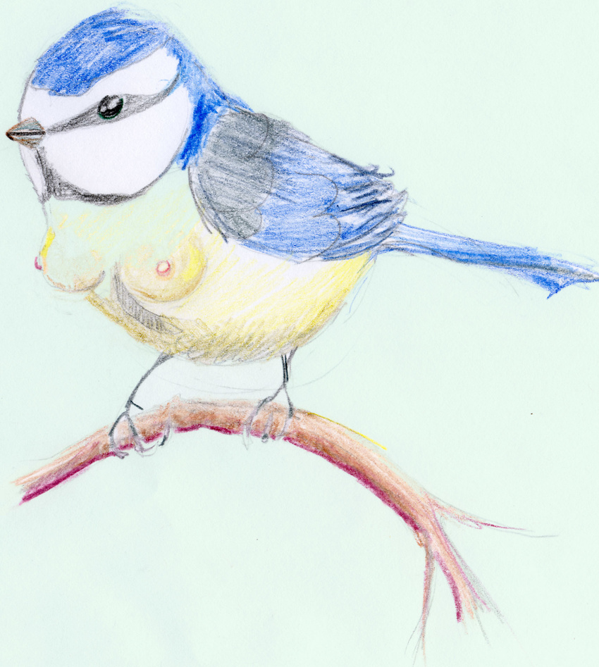 absurd_res bird blue_tit branch breasts female feral hi_res humor nipples pun solo tit what what_has_science_done xiremia