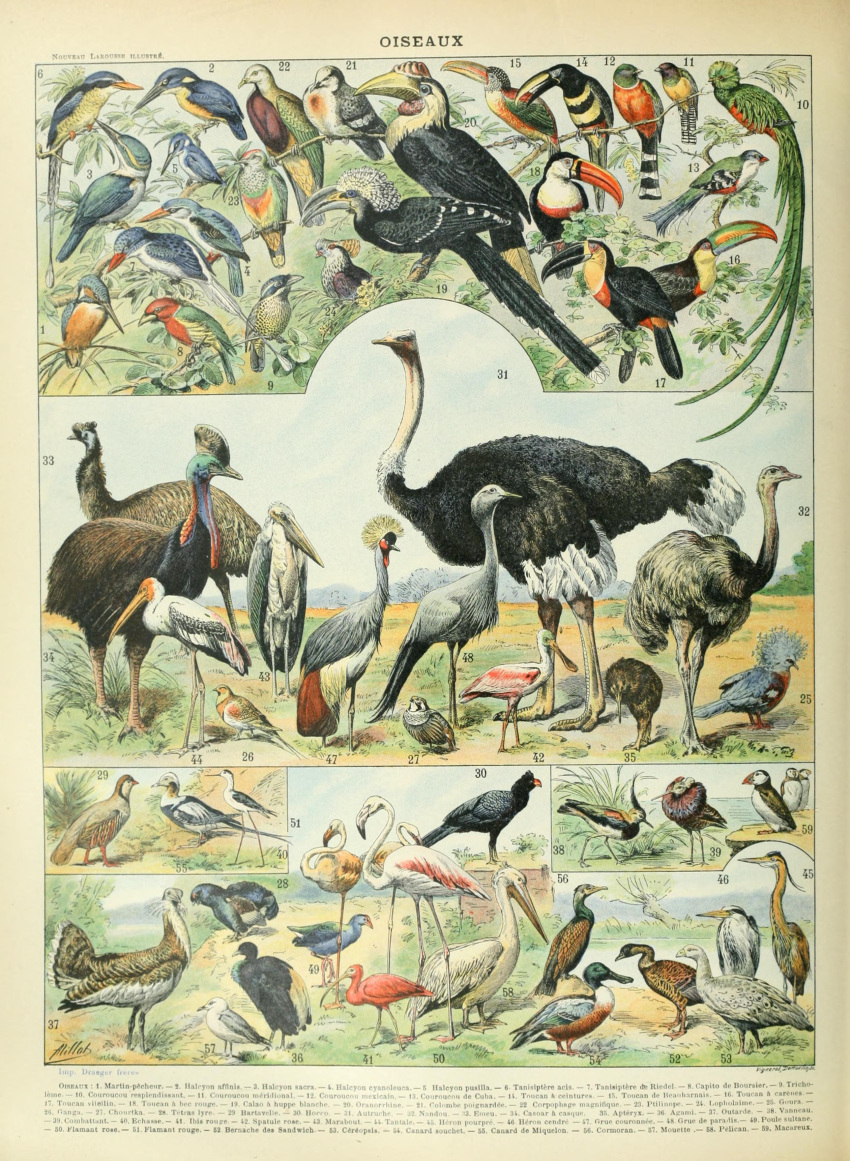 absurd_res adolphe_millot alcid ambiguous_gender ancient_art avian beak biological_illustration biped bird cassowary crane_(bird) crowned_crane feathered_wings feathers feral flamingo green_body green_feathers gruiform hi_res lari open_mouth ostrich pelecaniform pelican public_domain puffin ratite technical_illustration text toucan wings zoological_illustration