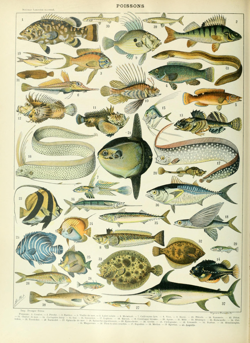 absurd_res adolphe_millot ambiguous_gender ancient_art biological_illustration countershade_torso countershading feral fin fish hi_res lionfish mackerel_(fish) marine open_mouth public_domain scales tail tail_fin technical_illustration text zoological_illustration