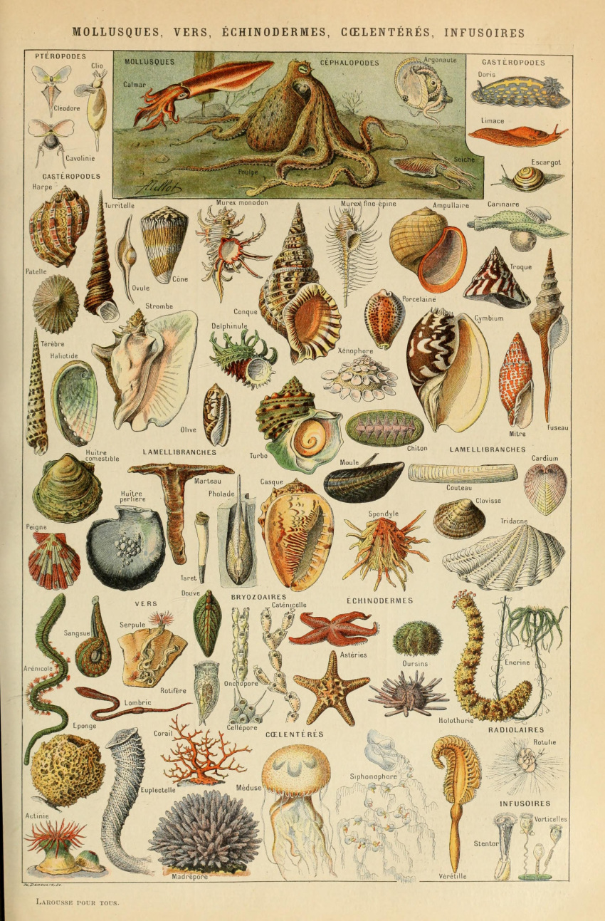 absurd_res adolphe_millot ambiguous_gender ancient_art annelid anthozoan asterozoan biological_illustration bivalve cephalopod cnidarian coleoid coral cuttlefish decapodiform echinoderm echinozoan feral gastropod gem hi_res horizontal_pupils jellyfish leech marine medusozoan mollusk mussel octopodiform octopus oyster pearl_(gem) public_domain pupils sea_anemone sea_cucumber sea_sponge sea_urchin seashell shell siphonophore slug snail starfish technical_illustration tentacles text zoological_illustration