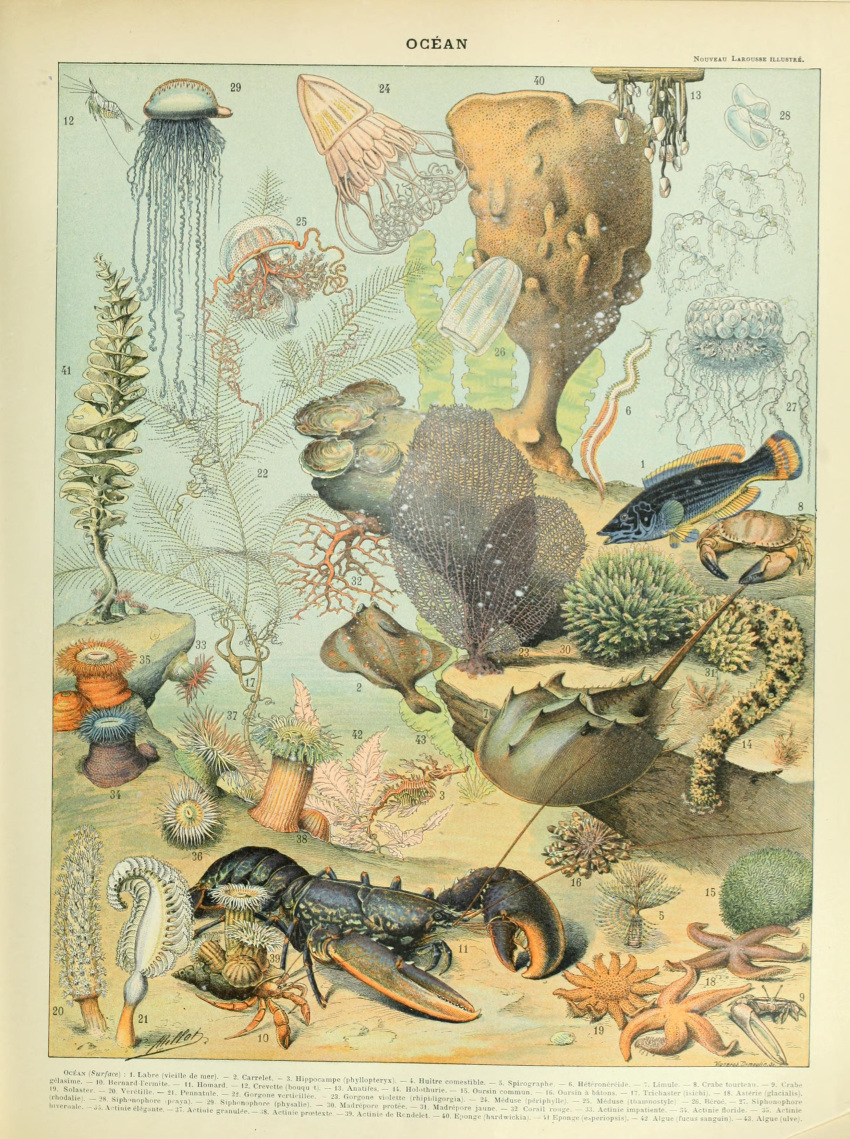 absurd_res adolphe_millot ambiguous_gender ancient_art anthozoan arachnid arthropod asterozoan biological_illustration cnidarian crab crustacean decapoda echinoderm echinozoan feral fin fish hi_res horseshoe_crab jellyfish lobster malacostracan marine medusozoan paguroid pincers public_domain scales sea_anemone sea_cucumber siphonophore starfish tail tail_fin technical_illustration tentacles text underwater water zoological_illustration