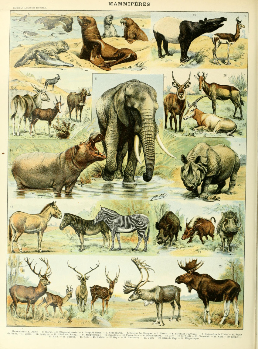 absurd_res adolphe_millot ambiguous_gender ancient_art animal_genitalia antelope antlers biological_illustration bovid common_hippopotamus deer elephant elephantid equid equine feral gazelle genitals hi_res hippopotamid hooves horn mammal marine moose new_world_deer open_mouth partially_submerged pinniped plains_zebra proboscidean proboscis_(anatomy) public_domain quadruped quagga rhinoceros seal sheath striped_body stripes tail tail_tuft tapir technical_illustration text trunk_(anatomy) tuft tusks walrus water zebra zoological_illustration