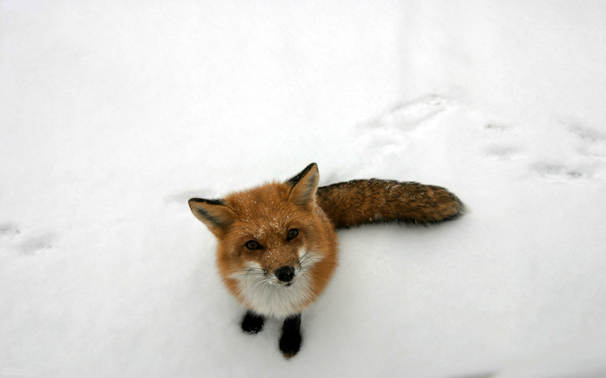 ambiguous_gender brown_eyes canine cute feral fox fur looking_at_viewer looking_up mammal orange_fur photo real snow solo unknown_artist wallpaper whiskers widescreen winter