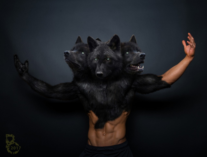 3_heads black_fur canine cerberus conjoined edit fur human_to_anthro kobi_lacroix male mammal mitosis morph multi_head multifur photo_manipulation photomorph pythos_cheetah transformation were werewolf wolf