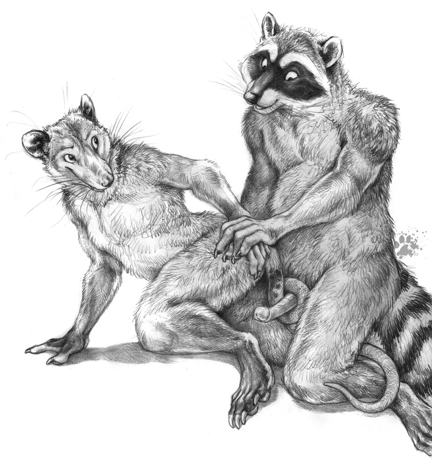 anthro black_and_white blotch curled_tail duo erection gay glans greyscale happy happy_sex interspecies invalid_tag kneeling male mammal marsupial monochrome nude opossum paws penis plain_background raccoon sex smile suggestive tailjob white_background