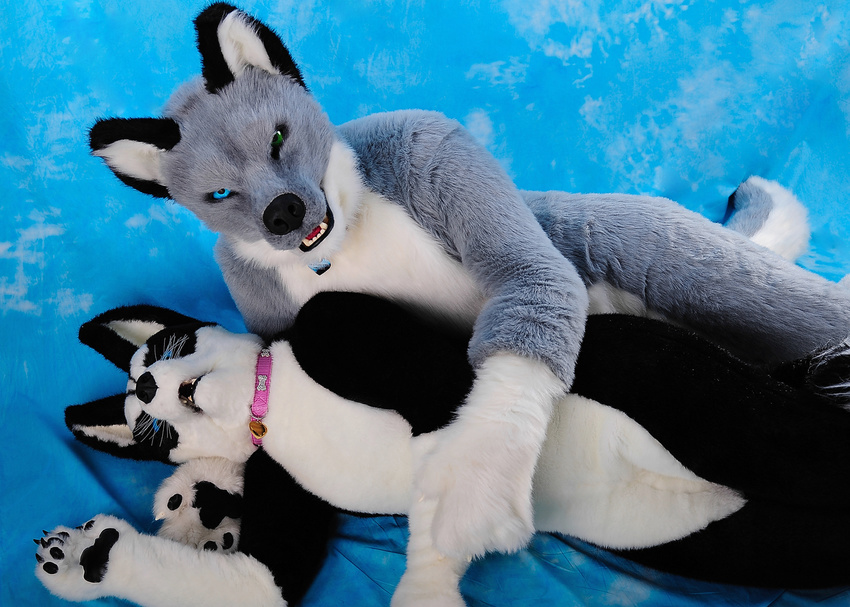 &lt;3 black_fur blue_background blue_eyes canine colar collar cosplay couple duo fur fursuit green_eyes grey_fur heterochromia mammal plain_background real sex white_fur