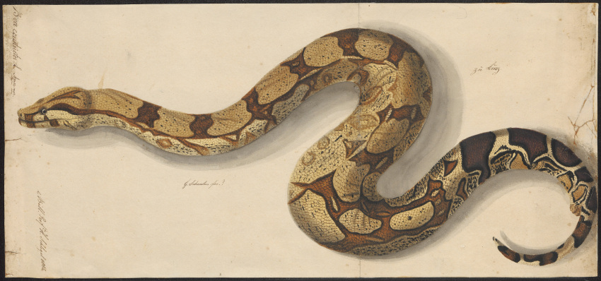 19th_century absurd_res ambiguous_gender ancient_art boa_(snake) boa_constrictor boinae brown_body brown_scales feral hi_res multicolored_body multicolored_scales reptile scales scalie serpentine signature simple_background snake solo tan_body tan_scales text traditional_media_(artwork) unknown_artist unknown_text white_background