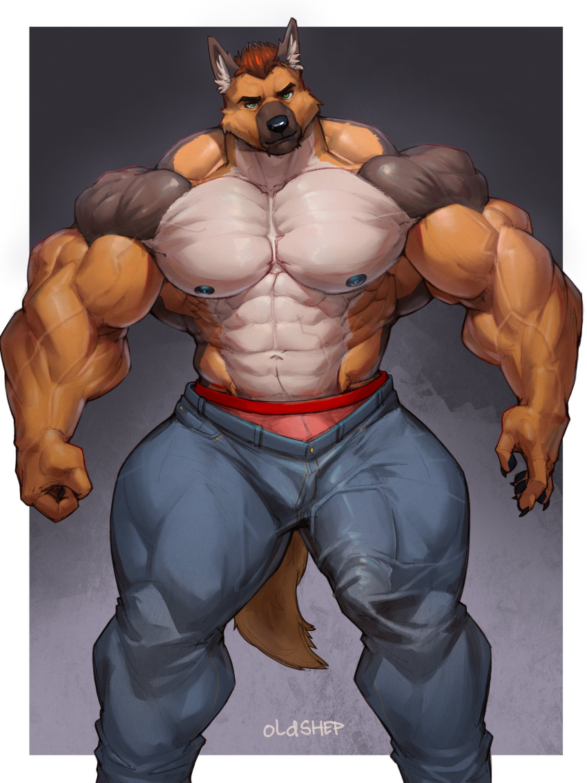 2024 5_fingers absurd_res anthro big_bulge big_muscles black_body black_claws black_fur black_nipples black_nose black_pawpads bottomwear brown_body brown_fur bulge canid canine canis claws clothed clothing countershading denim denim_bottomwear denim_clothing detailed_bulge domestic_dog fingers fur genital_outline german_shepherd green_eyes hair herding_dog hi_res huge_bulge huge_muscles jason_steiner jeans looking_at_viewer male mammal multicolored_body multicolored_fur muscular muscular_male nipples oldshep pants pastoral_dog pawpads penis_outline red_hair simple_background solo standing tight_bottomwear tight_clothing tight_pants topless underwear vein veiny_muscles white_body white_fur