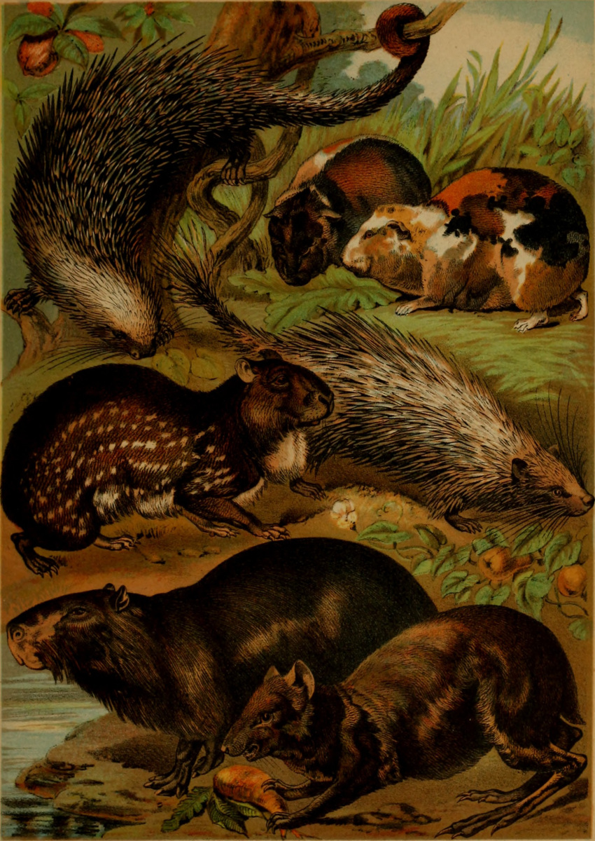 1897 19th_century absurd_res agouti ambiguous_gender ancient_art brazilian_porcupine capybara caviid claws coendou feral fur group guinea_pig hi_res hugh_craig mammal new_world_porcupine paca paws plant porcupine prehensile_tail public_domain quadruped quills rodent whiskers