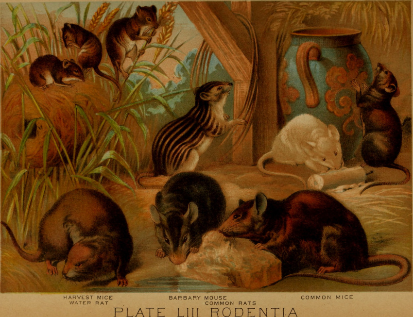 1897 19th_century ambiguous_gender ancient_art barbary_striped_grass_mouse claws countershade_fur countershade_torso countershading english_text feral fur group harvest_mouse hi_res hugh_craig mammal murid murine paws plant public_domain quadruped rodent striped_grass_mouse tail text water_rat whiskers