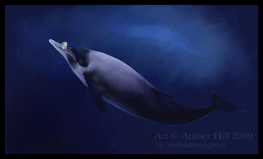 ambiguous_gender beaked_whale cetacean feral mammal marine solo undersea