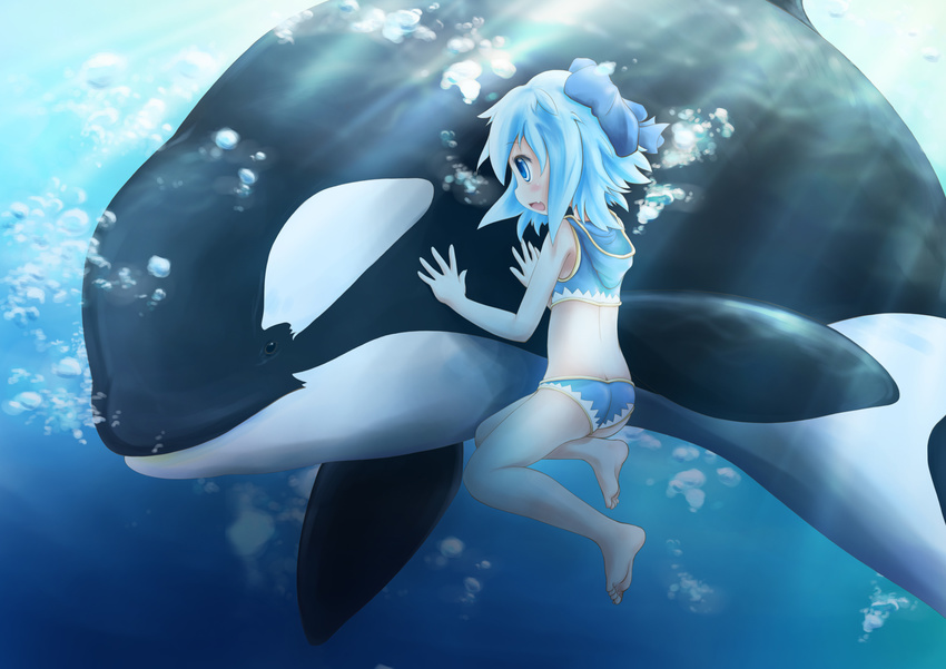 animal bad_id bad_pixiv_id barefoot blue_eyes blue_hair blush bow bubble cirno fang freediving highres hood manahui orca short_hair solo swimming touhou underwater water