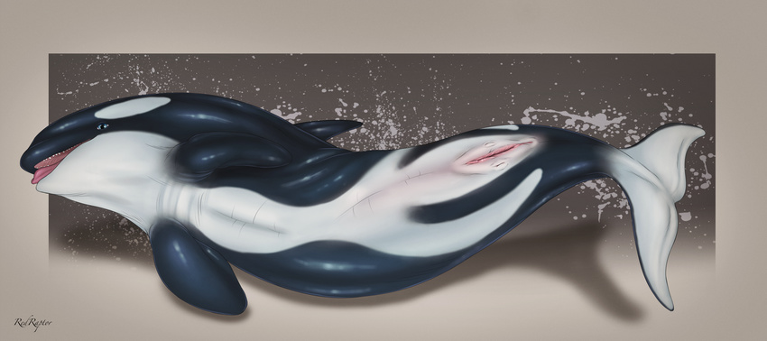 anus blue_eyes cetacean cum female feral genital_slit hi_res mammal marine nipple_slits nipples orca pussy redraptor16 shiny slit solo tongue tongue_out whale