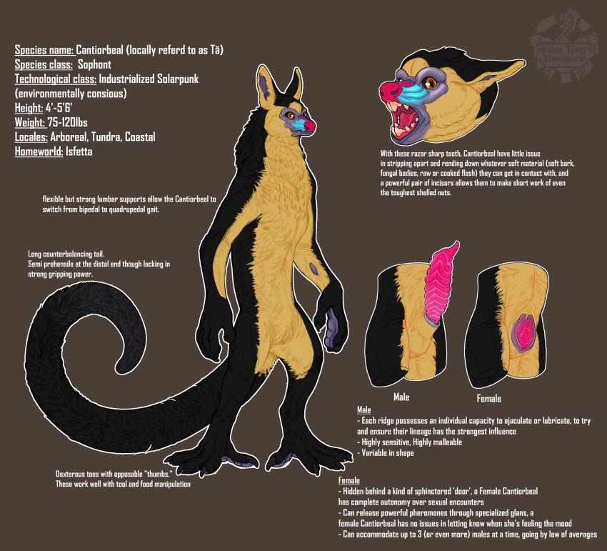 absurd_res animal_genitalia anthro avian-king biped cantiorbeal claws countershade_fur countershade_torso countershading english_text erection female fur genitals hi_res male mammal model_sheet open_mouth penis primate sheath solo tail teeth text