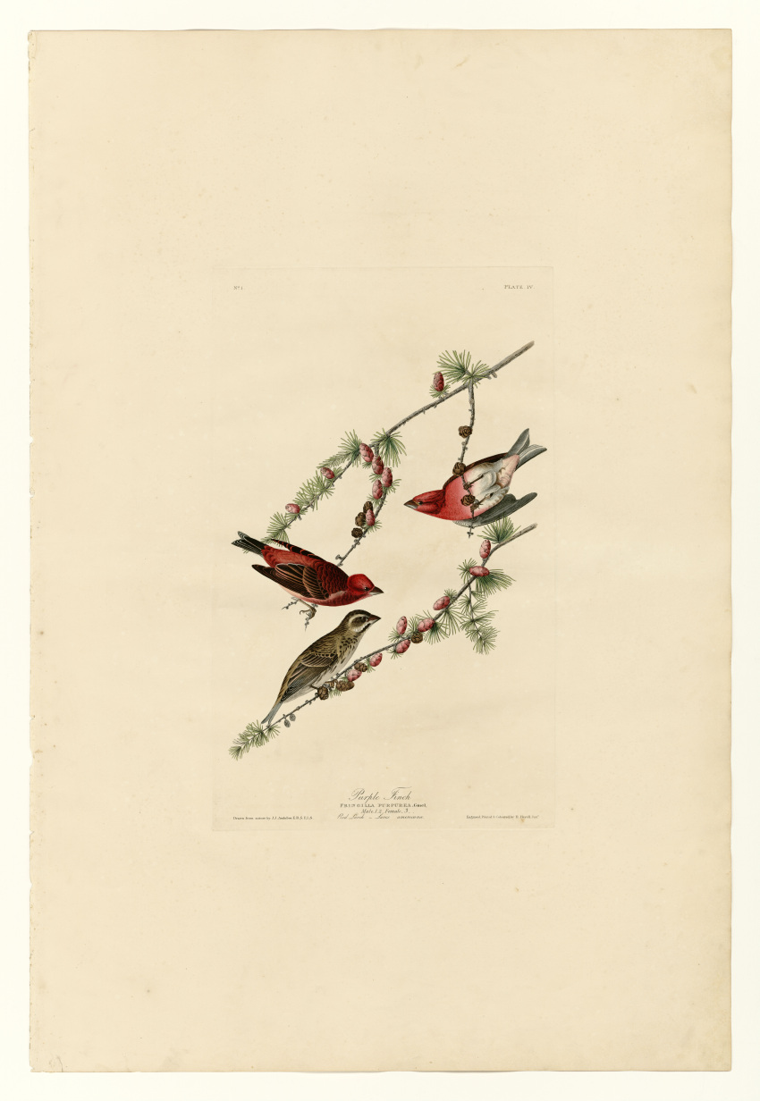 absurdres animal bird conifer english_text finch fine_art highres incredibly_absurdres john_james_audubon larch latin_text no_humans original pinecone purple_finch simple_background traditional_media