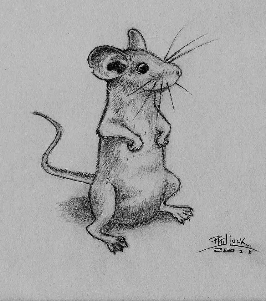 ambiguous_gender feral greyscale hi_res mammal monochrome mouse pencils phixel-15 rodent solo traditional_media