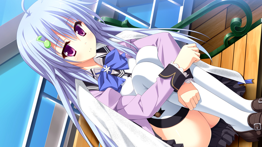 amane_haneshiro blue_hair bow game_cg glace koishiki_manual long_hair purple_eyes saeki_nao seifuku thighhighs