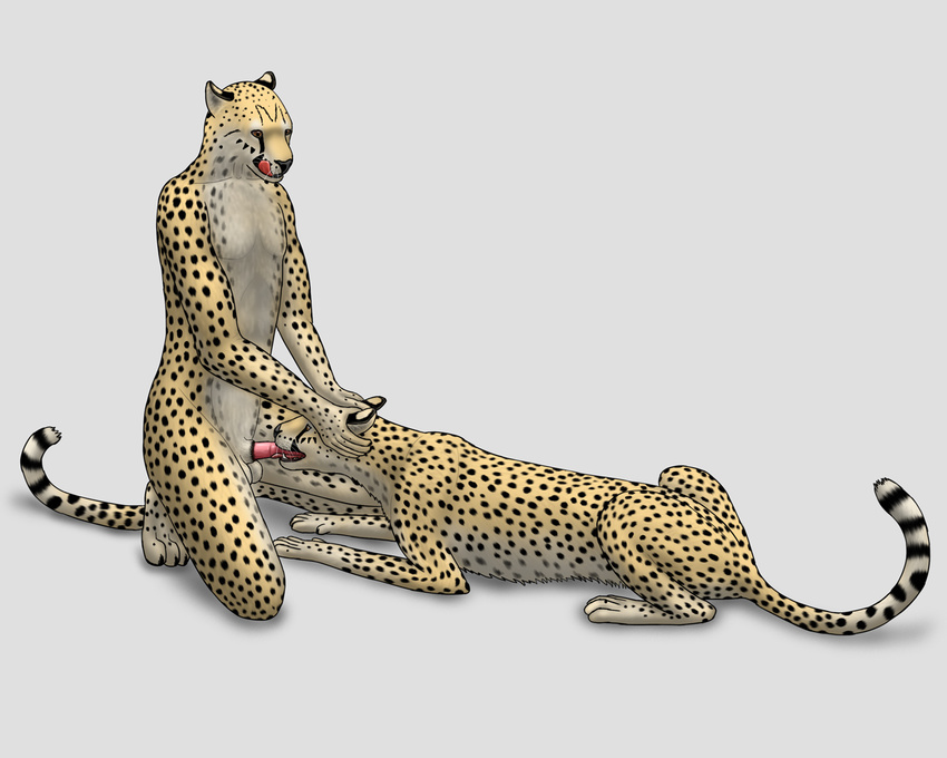 anthro anthro_on_feral balls bestiality cheepard cheetah duo erection feline feline_penis feral gay holding_head interspecies licking licking_lips male mammal oral oral_sex penis sex tongue tongue_out