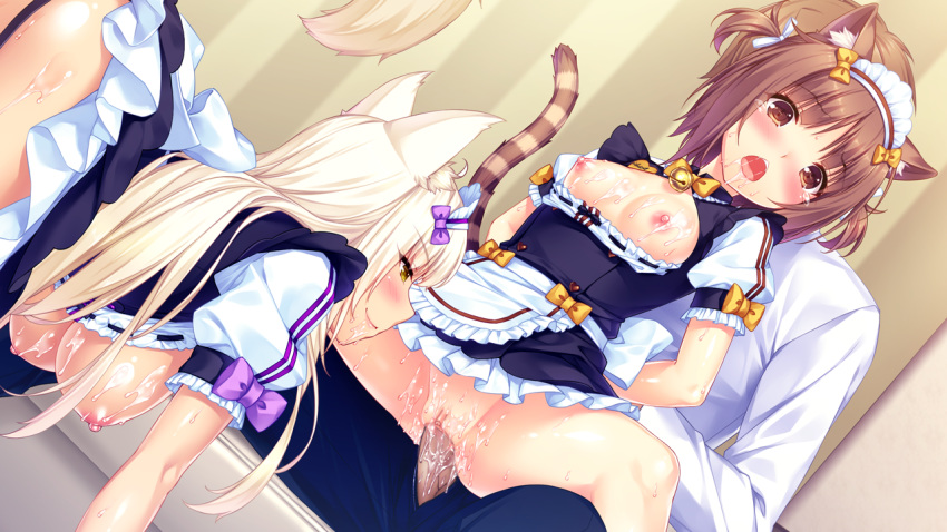 2girls animal_ears apron azuki_(sayori) bell blonde_hair blue_eyes blush bow breasts breasts_outside brown_hair cat_ears cat_tail censored clenched_teeth clothed_sex coconut_(sayori) cum cum_in_mouth cum_on_body cum_on_breasts cum_on_upper_body dutch_angle eyebrows_visible_through_hair eyes_closed game_cg group_sex hanging_breasts hetero jingle_bell large_breasts long_hair maid maid_apron mosaic_censoring multiple_girls nekopara open_clothes open_mouth pussy pussy_juice sayori sex short_hair small_breasts striped_tail sweat tail tears teeth third-party_edit threesome twintails uncensored vaginal