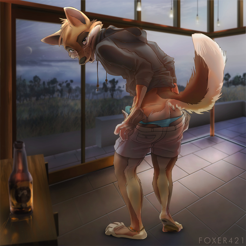 alcohol beverage bulge butt canine clothing eye_contact footwear fox foxer421 hi_res hoodie inside looking_at_viewer looking_back male mammal partially_clothed pullover raised_tail smile solo standing teasing underwear undressing