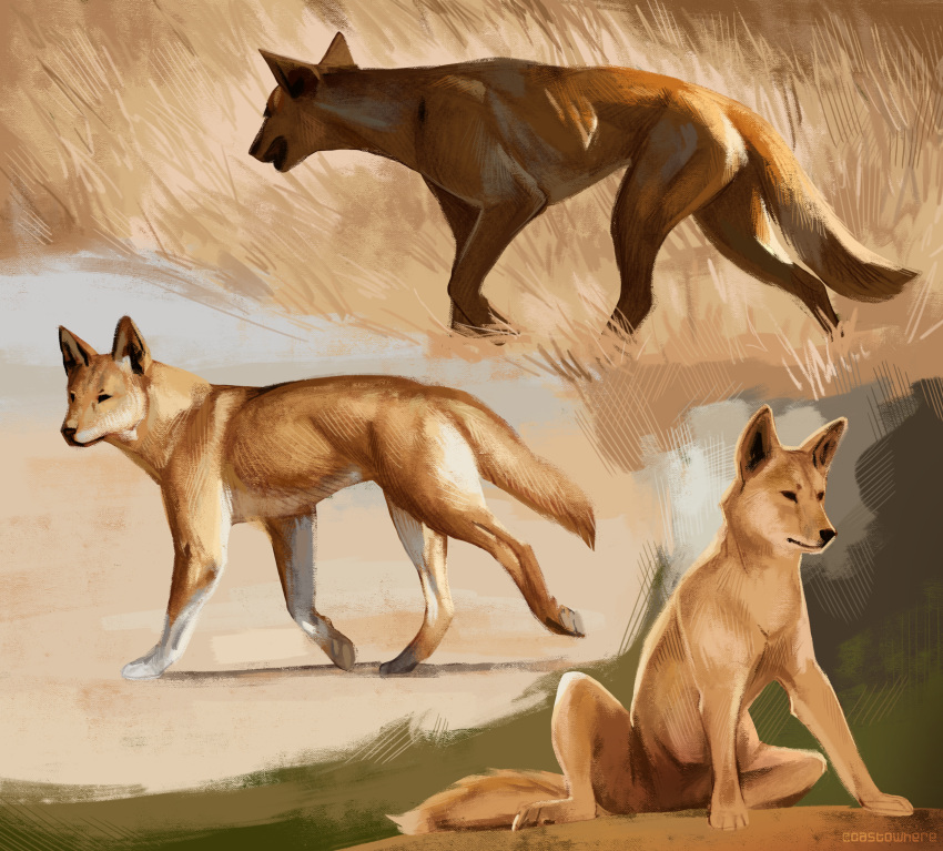 absurd_res ambiguous_gender canid canine canis castowhere digital_media_(artwork) digital_painting_(artwork) dingo feral fur grass hi_res mammal paws plant quadruped realistic solo tail