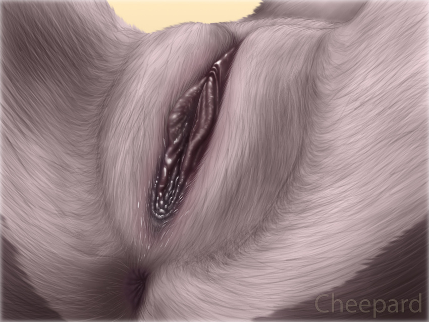 2014 anthro anus canine cheepard clitoral_hood corsac_fox crotch_shot female fox fur lying mammal on_back pussy solo spread_legs spreading tsume_zyzco