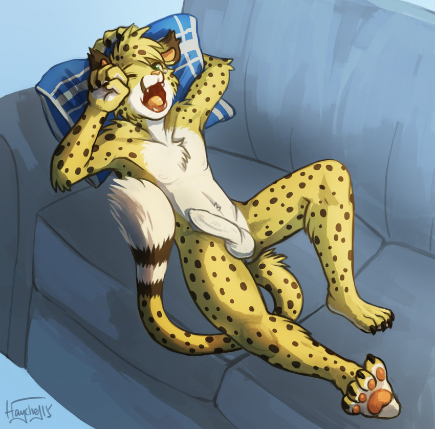 anthro balls cheetah feline haychel male mammal penis salmy sofa solo uncut