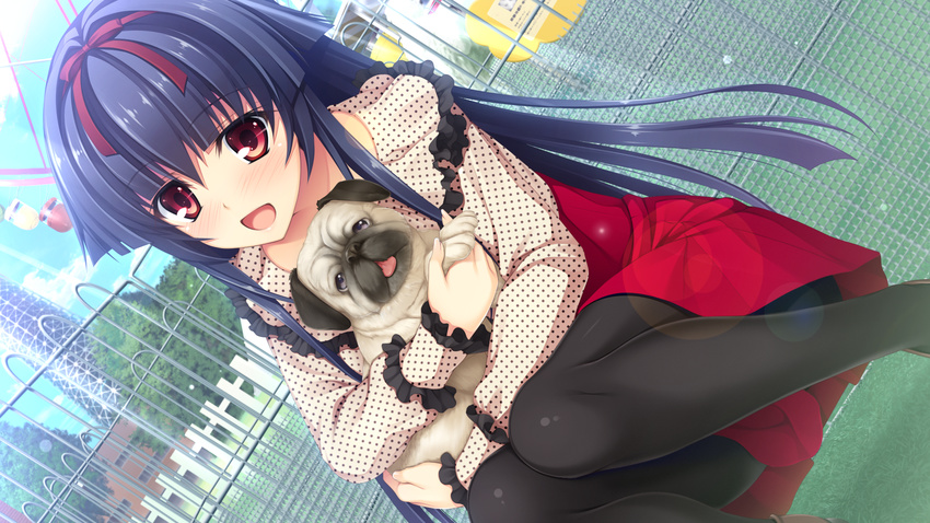 1girl absurdres animal animal_ears asami_asami blue_hair blush dog dutch_angle game_cg grass happy highres himekawa_honami holding legs long_hair looking_at_viewer open_mouth pantyhose pretty_x_cation_2 red_eyes skirt sky smile squatting thighs tongue