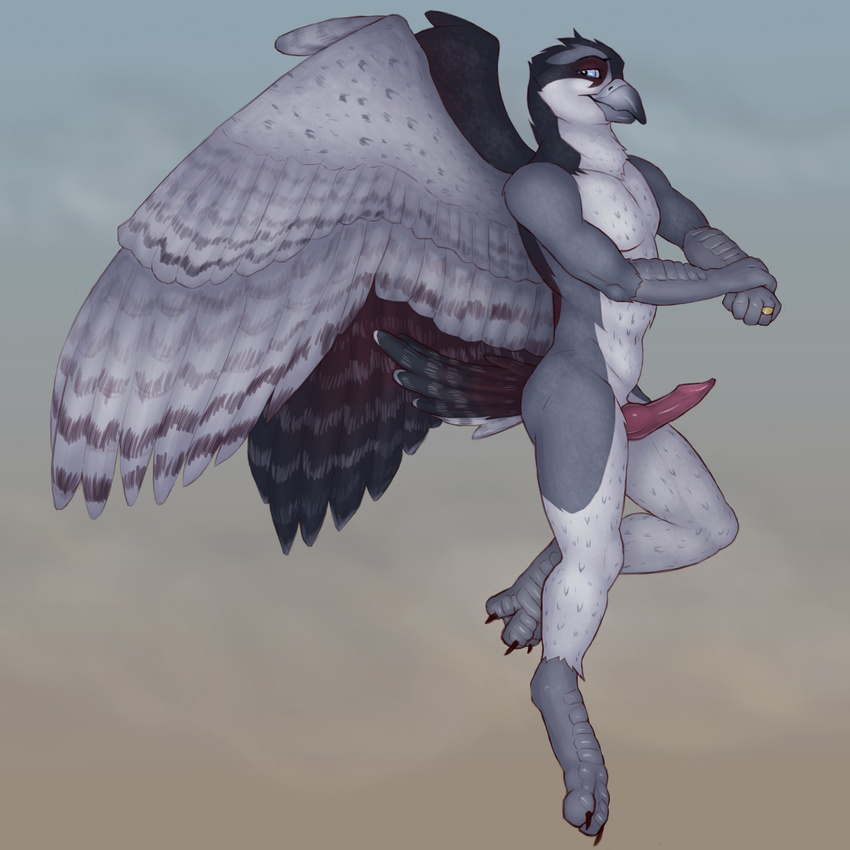 2015 anthro avian beak bird blue_eyes butt erection falcon feathers grey_feathers half-closed_eyes knot looking_back male multicolored_feathers nude penis peregrine_falcon red_feathers ring side_view smile solo swiftfalcon tail_feathers talons virtyalfobo white_feathers wings