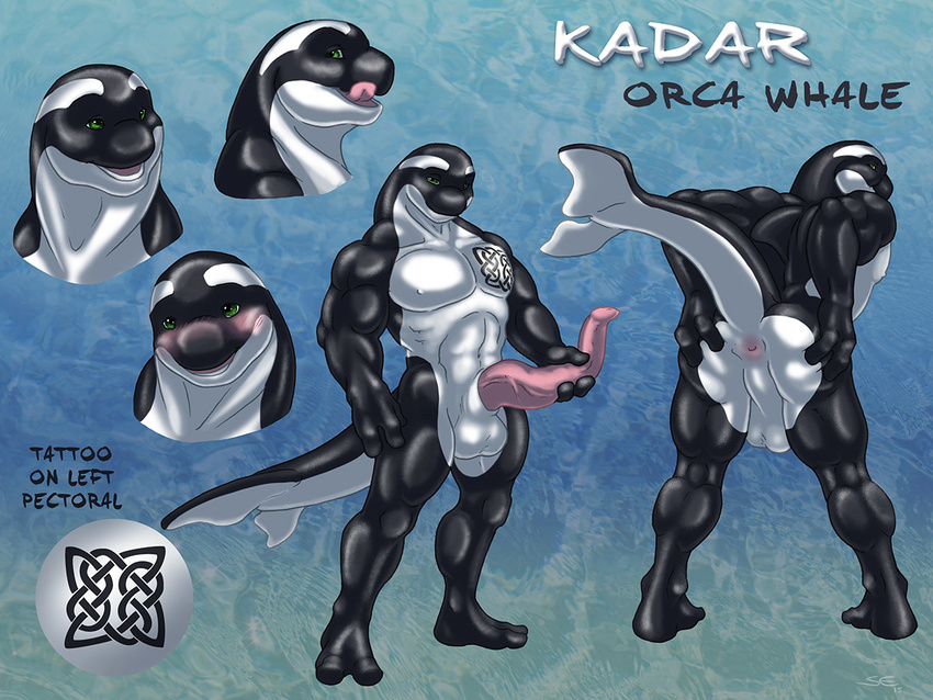 anthro anus balls black_skin blush butt cetacean holding_penis huge_penis kadar_aban licking licking_lips male mammal marine model_sheet multiple_poses muscular orca penis plantigrade pose prehensile_penis presenting presenting_anus sabretoothed_ermine smile solo spread_butt spreading tapering_penis tattoo tongue tongue_out whale white_skin