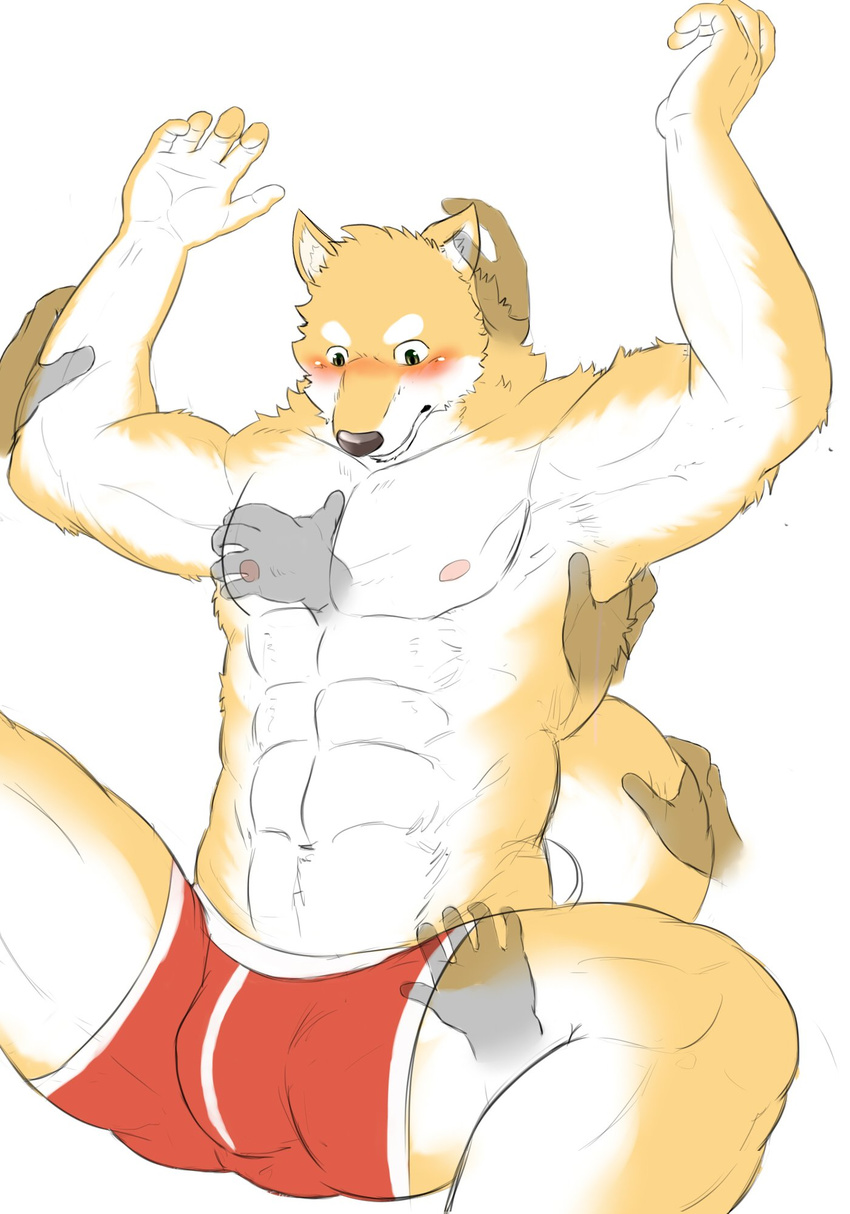 abs blush bulge canine clothing dog grope male male/male mammal muscular pecs shiba_inu simple_background underwear white_background xsrwe12