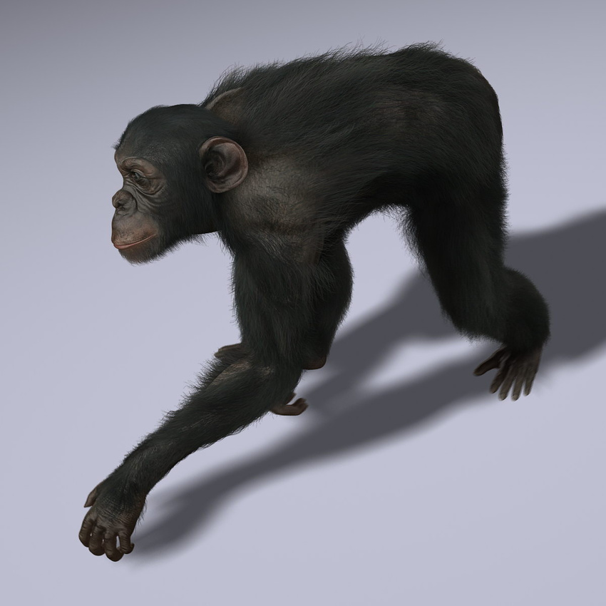 anthro ape baboon chimpanzee fur hair male mammal monkey nude pose prehensile_feet primate solo unknown_artist