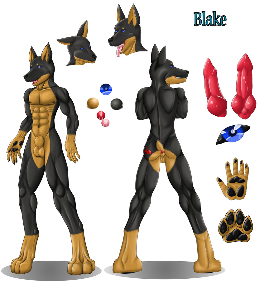 2015 abs absurd_res animal_genitalia anthro anus balls biceps blake blue_eyes butt canine canine_penis cropped_ears digital_media_(artwork) doberman dog english_text enligh_text erection hi_res howlfeiwolf knot looking_at_viewer male mammal model_sheet muscular nipples nude open_mouth pads pawpads paws pecs penis saliva sheath simple_background smile solo tattoo teeth text toes tongue tongue_out