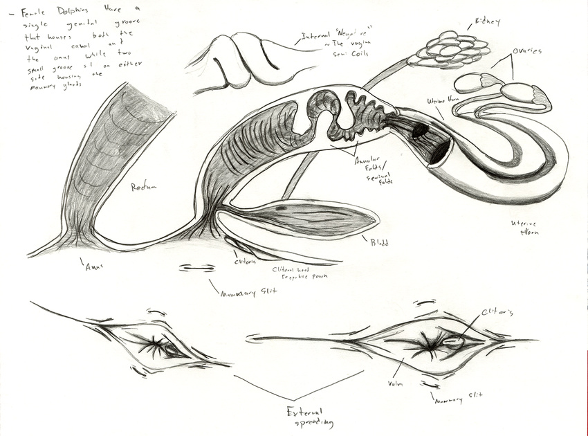 adleisio anatomy annular_folds cetacean clitoris dolphin mammal marine orca ovaries pencil_(artwork) pussy reproductive_anatomy spreading traditional_media_(artwork) uterus whale