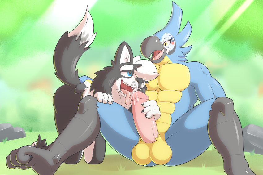 absurd_res anthro anthro_on_anthro avian balls border_collie breath_of_the_wild canid canine canis collie domestic_dog duo erection gobanire hi_res humanoid_penis kass_(zelda) licking male male/male mammal muscular muscular_male nintendo oral penis penis_lick sephie sex the_legend_of_zelda tongue tongue_out video_games