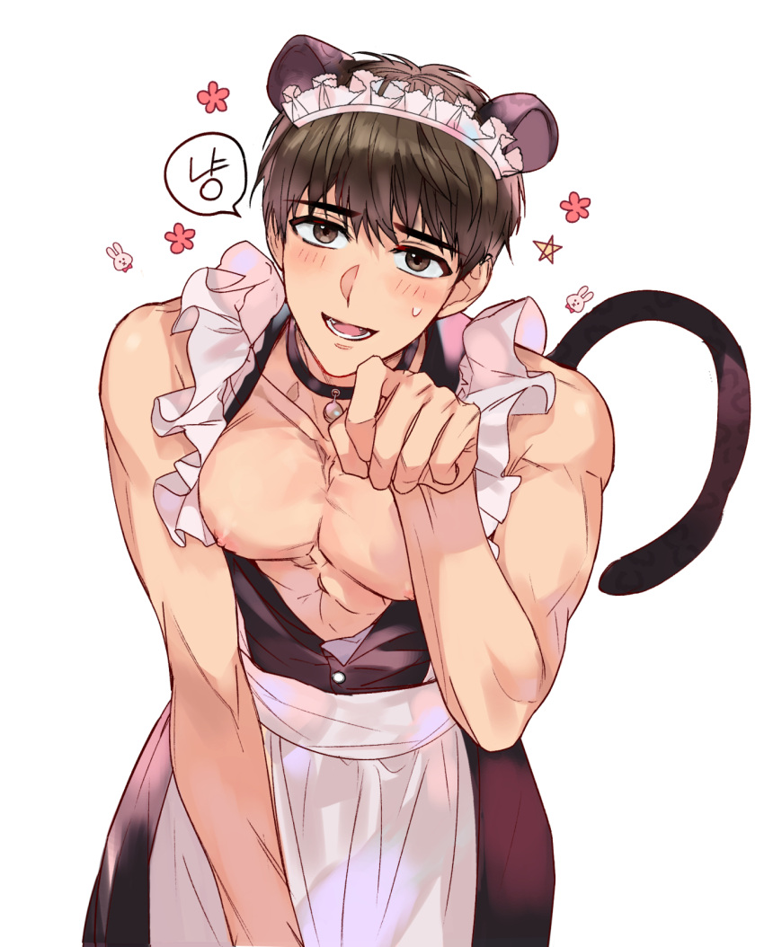 1boy abs animal_ears apron bishounen black_collar blush brown_eyes brown_hair cat_ears cat_tail collar cowboy_shot flower_(symbol) frilled_apron frills highres jeong_taeui maid_apron maid_headdress male_focus mi8_89 nipples open_clothes open_mouth passion_(manhwa) paw_pose pectorals rabbit_symbol short_hair simple_background smile solo star_(symbol) tail teeth white_apron white_background