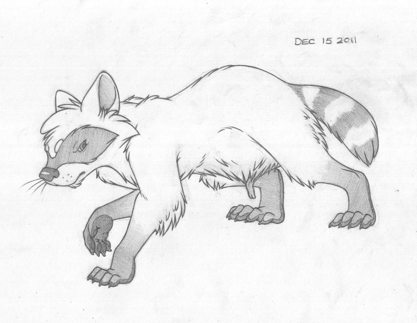 2011 all_fours anatomically_correct angry animal_genitalia animal_penis digitigrade erection feral greyscale male mammal mizzyam monochrome pencil_(artwork) penis quadruped raccoon raccoon_penis side_view solo spread_legs spreading traditional_media_(artwork) vice_the_raccoon walking whiskers