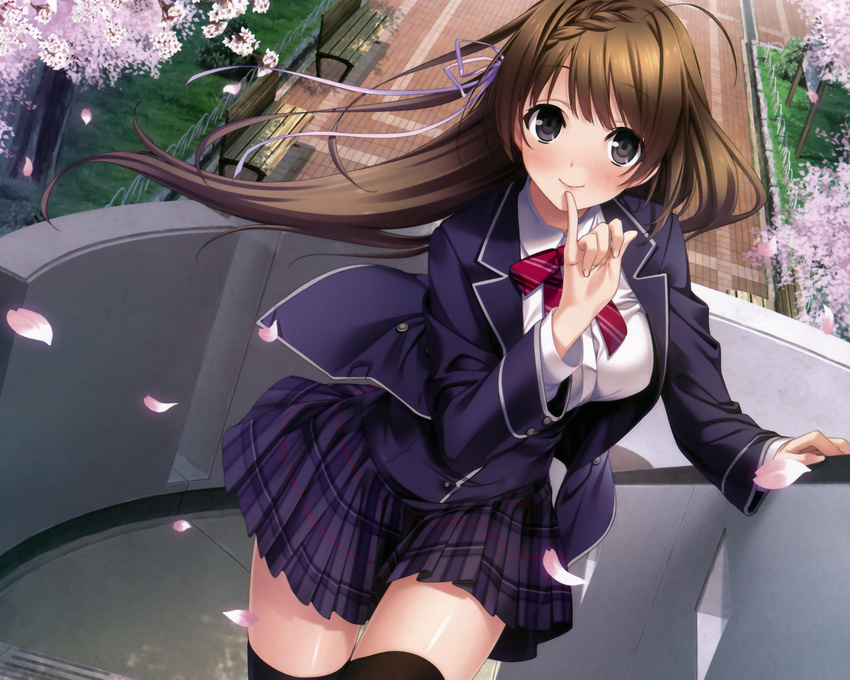 blush braids brown_eyes brown_hair cherry_blossoms cropped giga haru_kiss marui petals scan seifuku skirt thighhighs tie tree yasumi_itsuki zettai_ryouiki