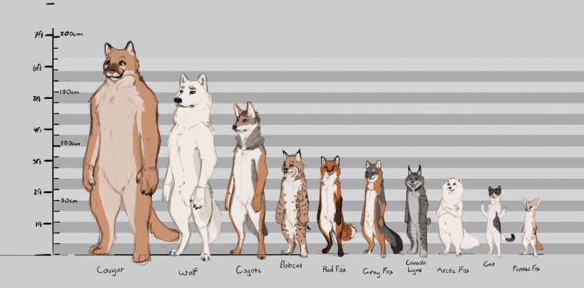 amber_eyes ambiguous_gender anthro arctic_fox bobcat brown_eyes canadian_lynx canid canine canis chart cougar coyote crossed_arms english_text felid feline feral folvondusque fox front_view green_eyes grey_background grey_fox group hi_res lineup looking_at_viewer lynx mammal model_sheet nude red_fox semi-anthro simple_background size_chart sketch species_name standing text urocyon wolf