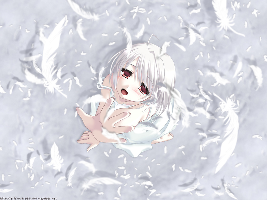 albino blush feathers highres pale_skin red_eyes rino_(white_clarity) short_hair shouna_mitsuishi solo white white_clarity white_hair