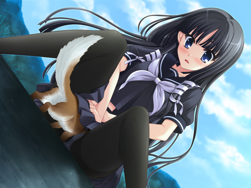 black_hair black_legwear blue_eyes blush dog game_cg hair_ribbon highres long_hair minagami_sakuya odawara_hakone open_mouth panties panties_under_pantyhose pantyhose ribbon school_uniform serafuku sitting skirt skirt_lift solo tasogare_no_sinsemilla thighband_pantyhose underwear